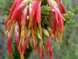 Erica coccinea subsp. coccinea flowers